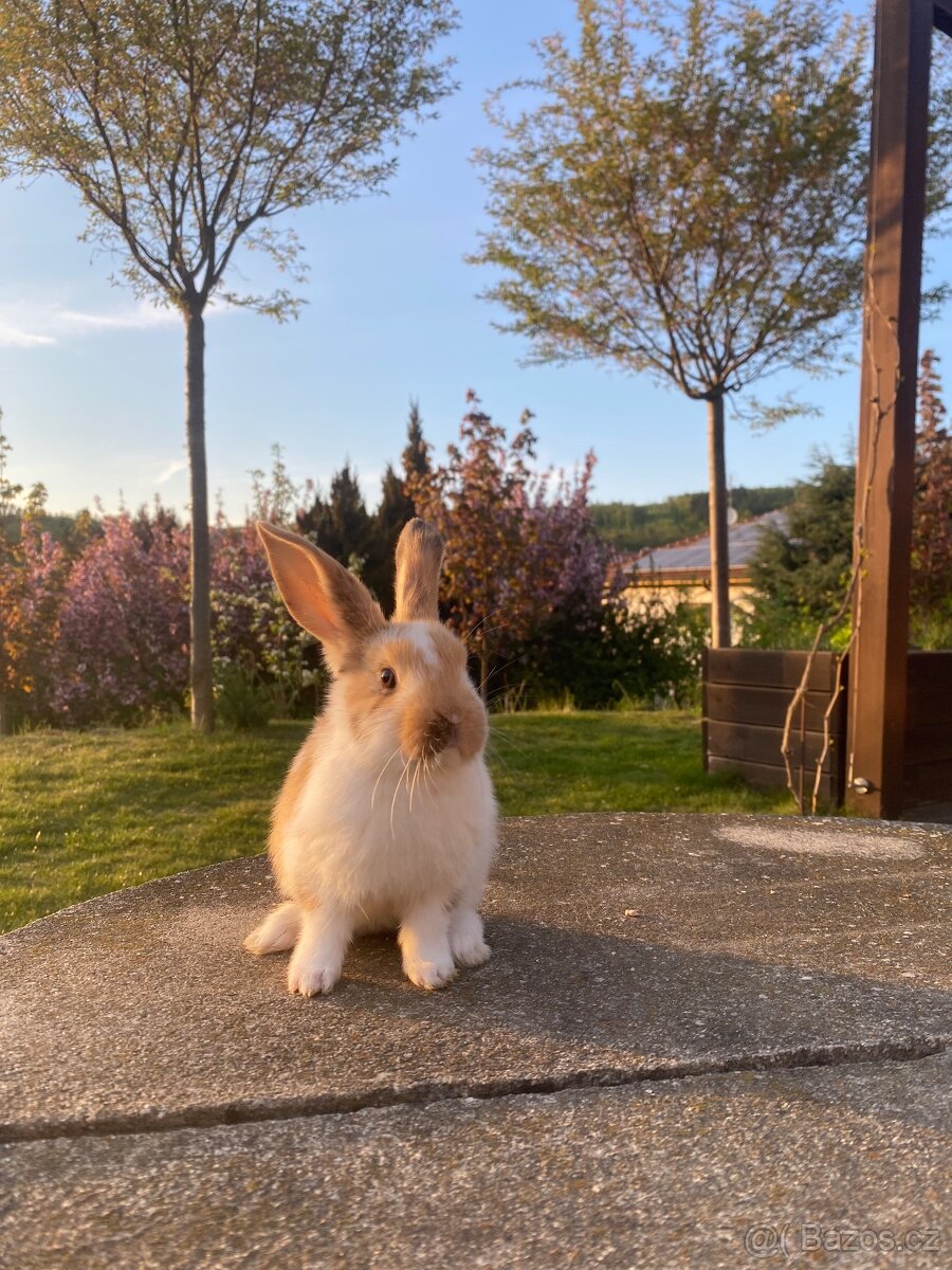 Zakrslý králík - 5