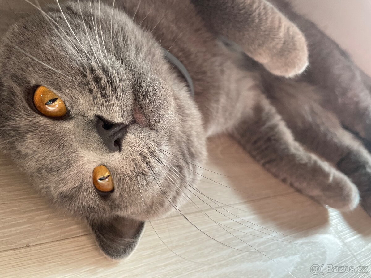 Britský kocour ke krytí - 5