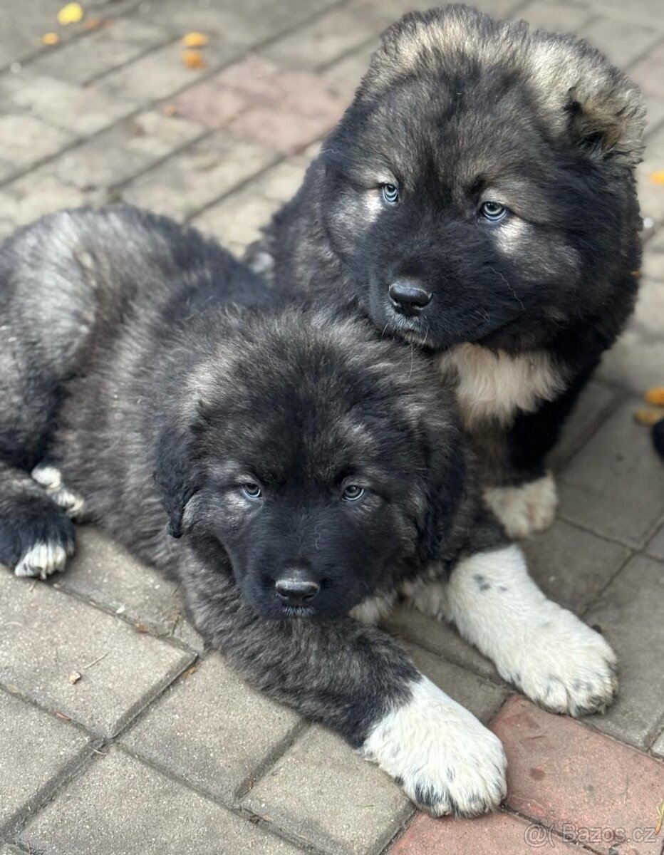 Kavkazský pastevecký pes - 5