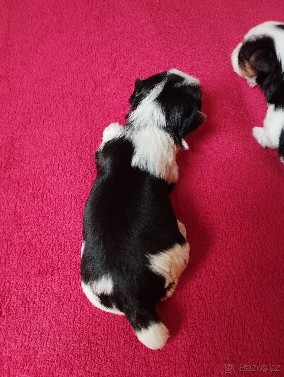 Biewer Jorkširský terier - 5