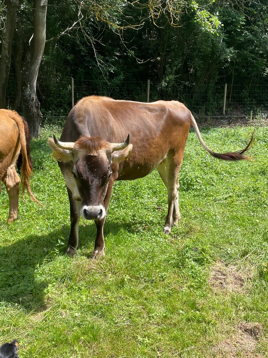 Jersey x Brown Swiss - 5