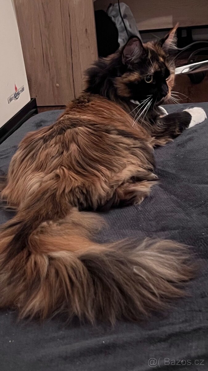 Kočky k adopci 🐾 - 5