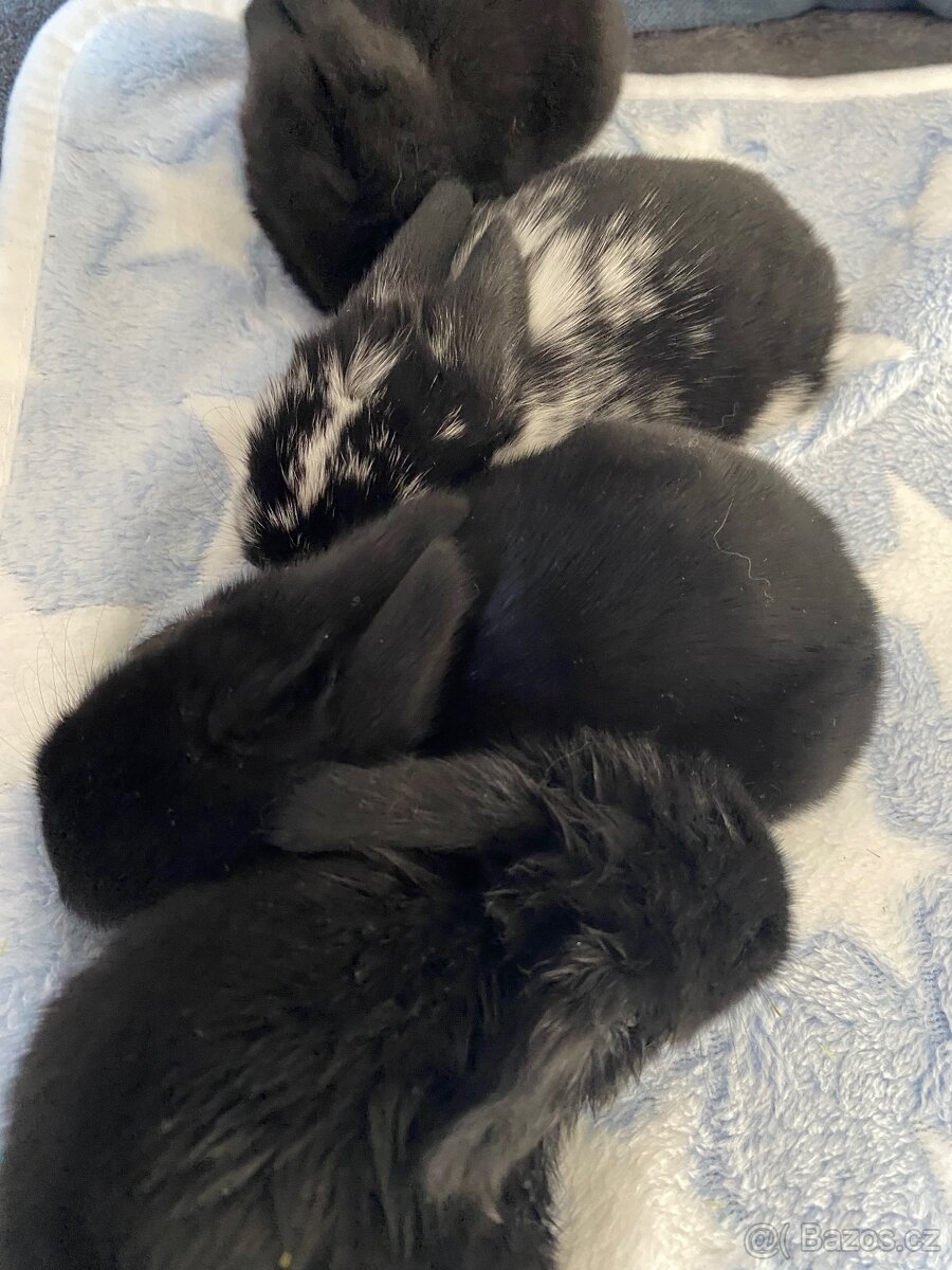 🐰 Zakrslý beránek – mláďata k rezervaci 🐰 - 5