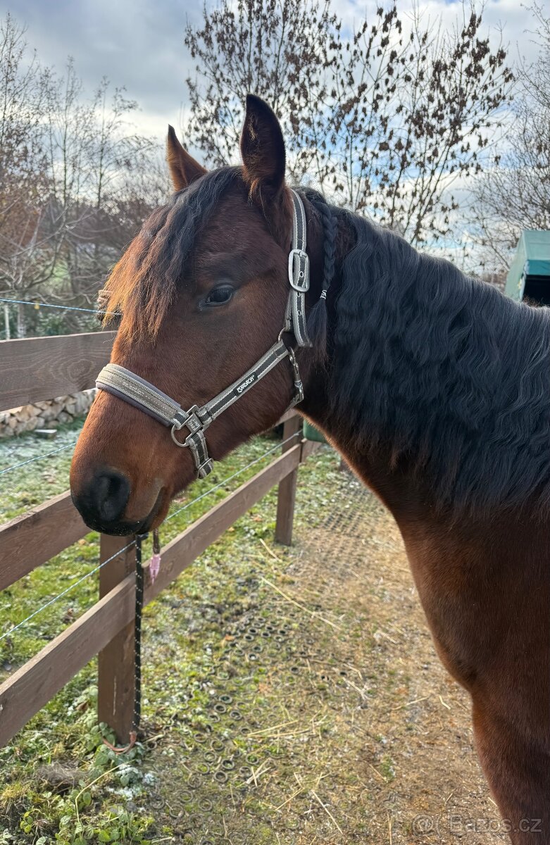 Hřebeček APH - 2024 - 5