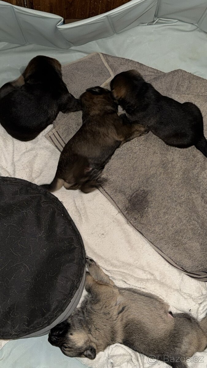 Štěňata 2 chlapci - 5