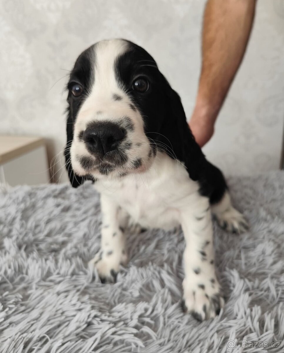Anglický špringršpaněl s PP pes - 5