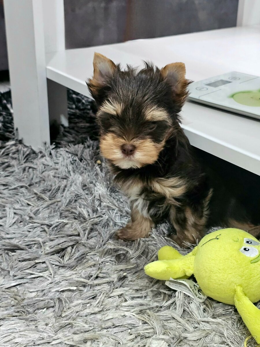 Jorkšírský teriér Čoko - 5