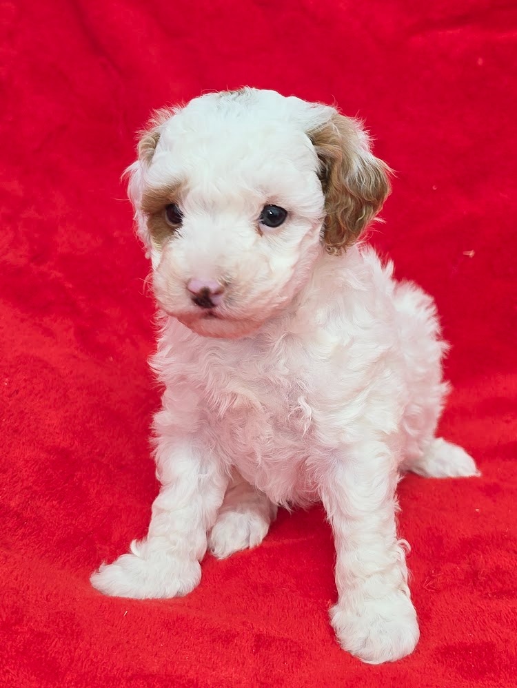 PUDL TRPASLIČÍ VÍCEBAREVNÝ s PP pes - 5