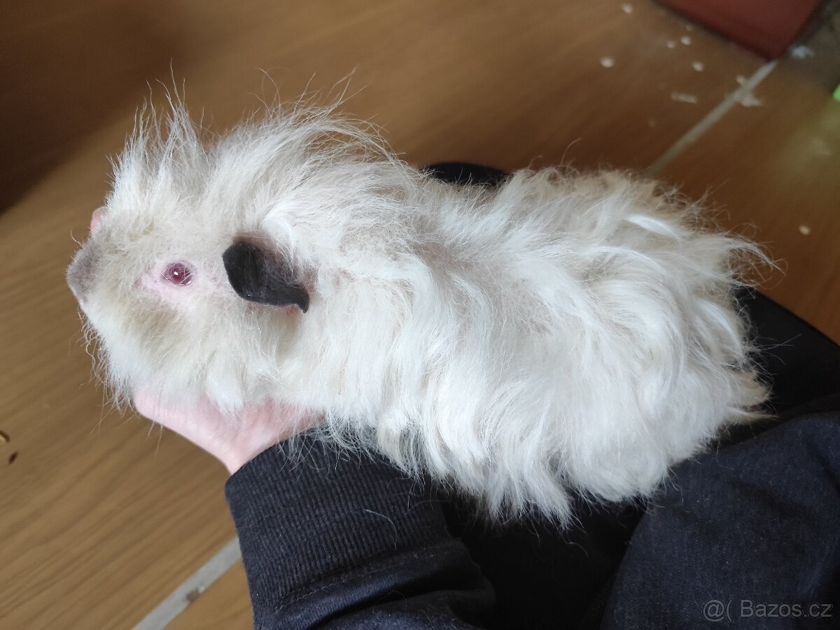 morče, morčátko - 5