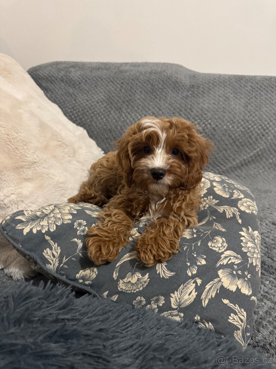 Cavapoo s pp/ registrací - 5