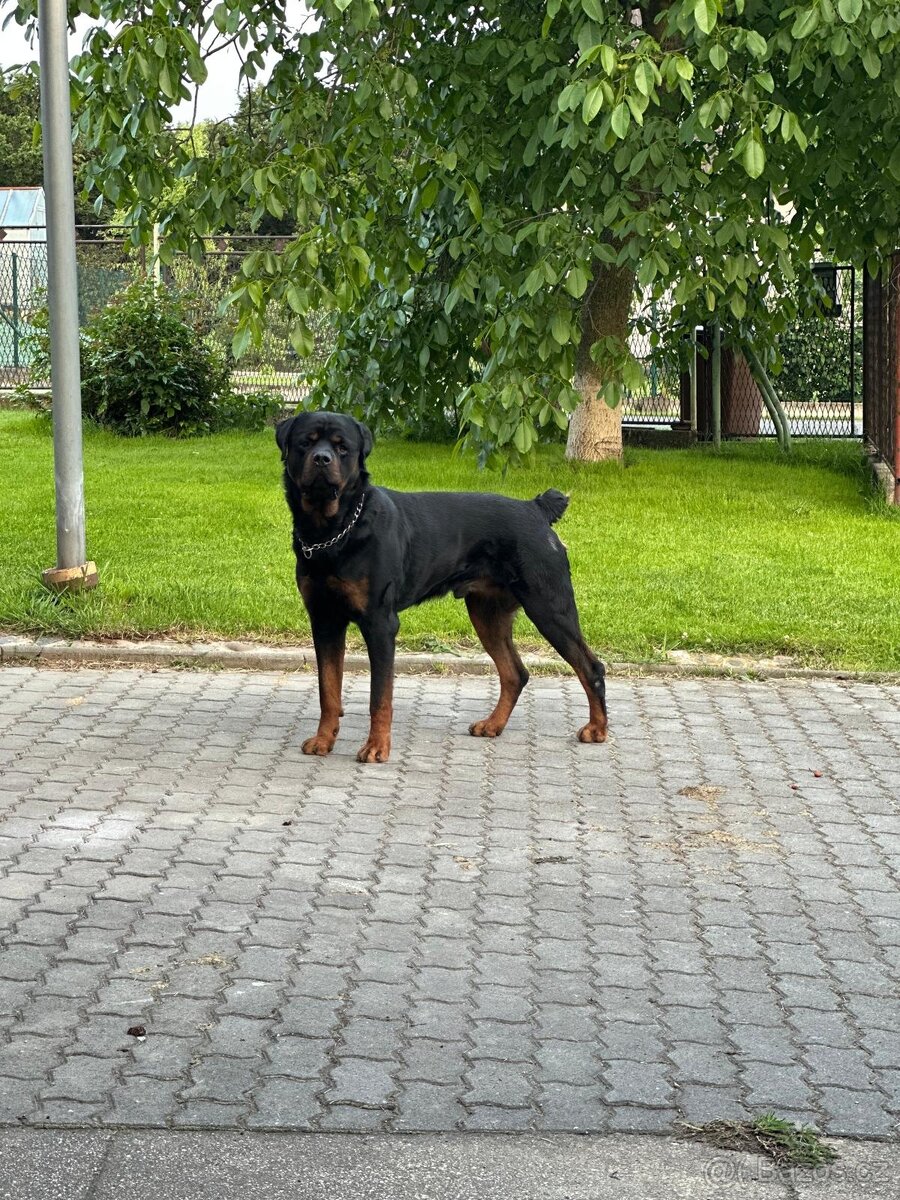 Rottweiler štěňátka – síla, srdce a věrnost v jednom - 5