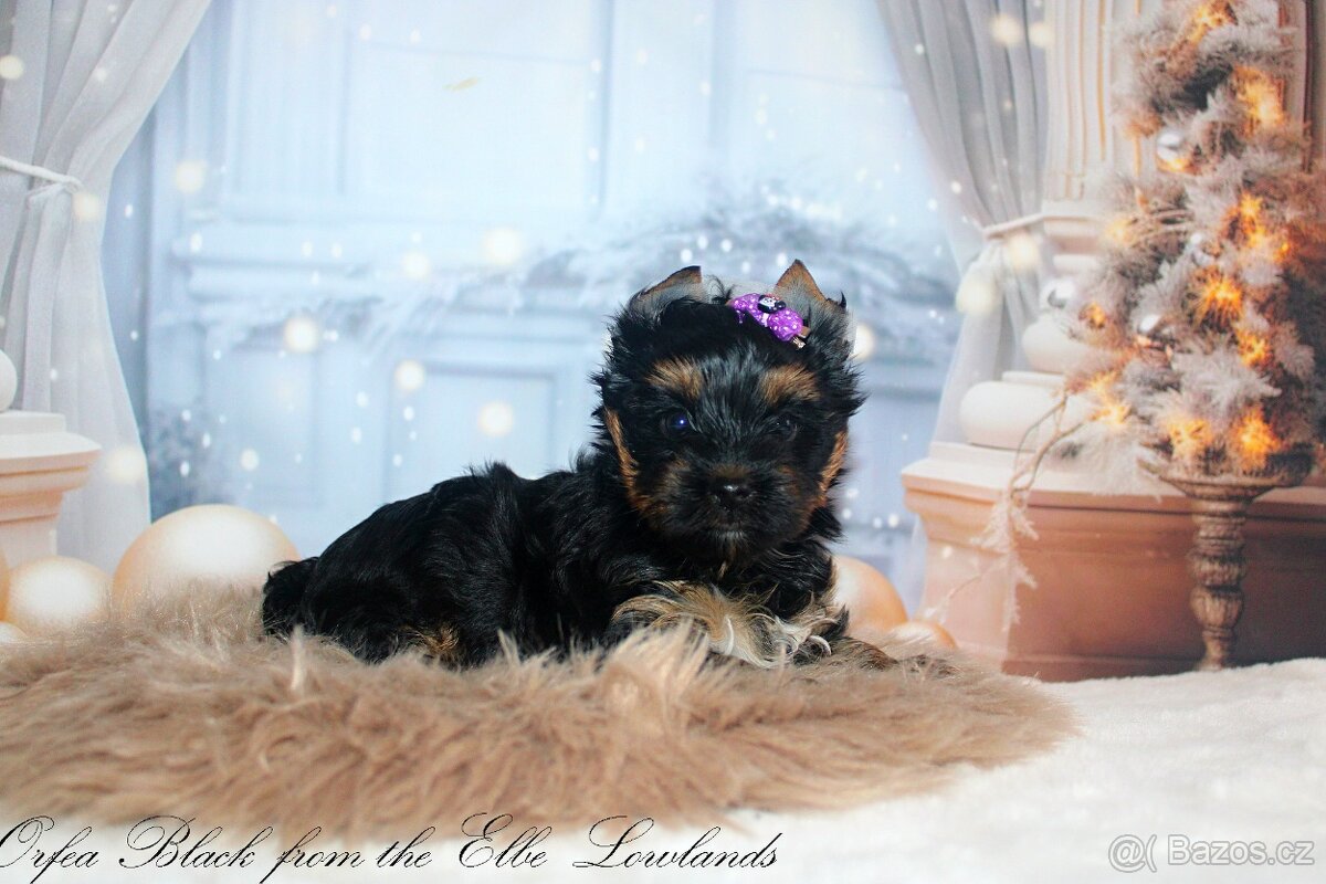 jorkšírský terier s pp fenka ( biewer ) - 5