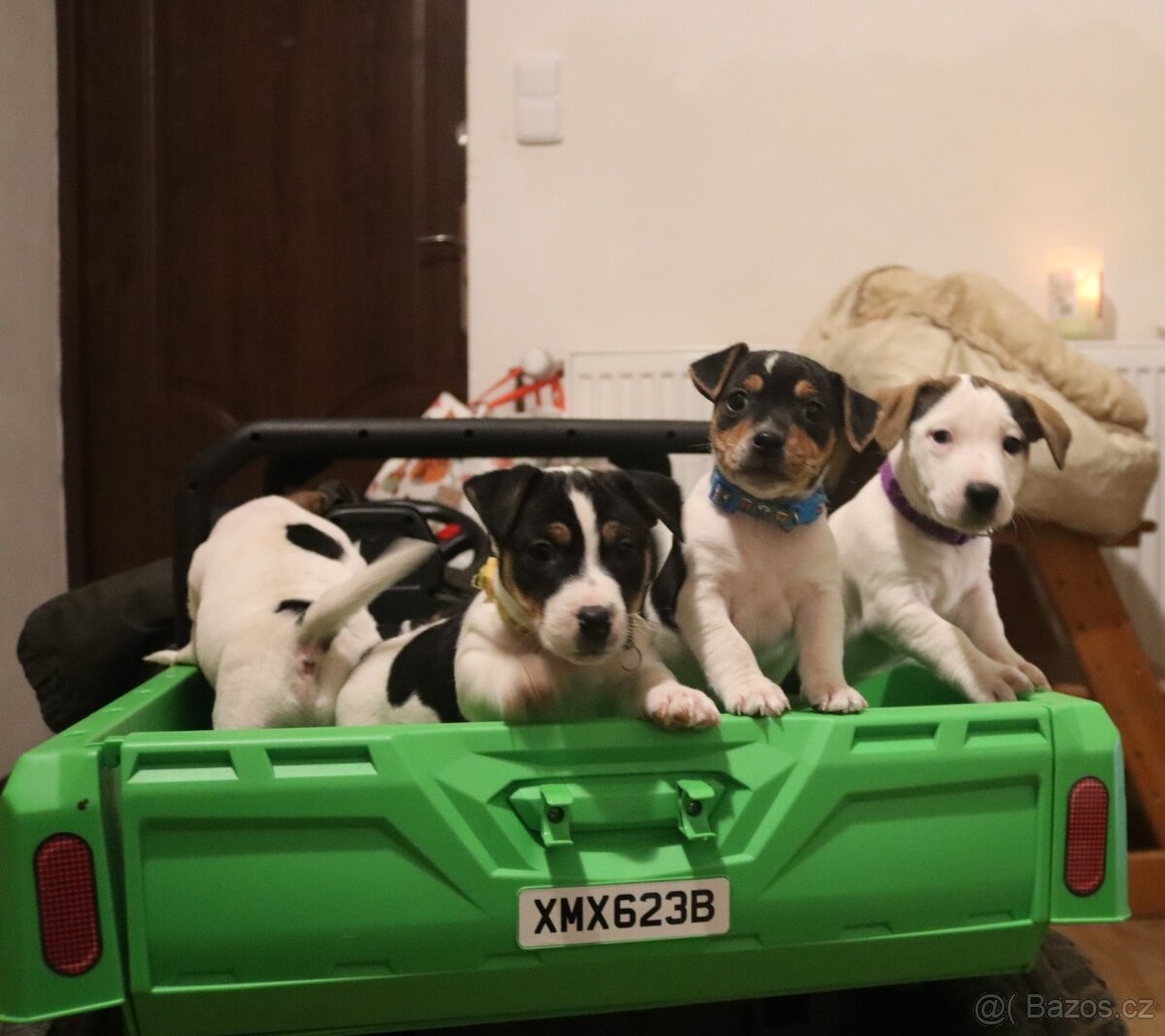 Jack Russell teriér - 5