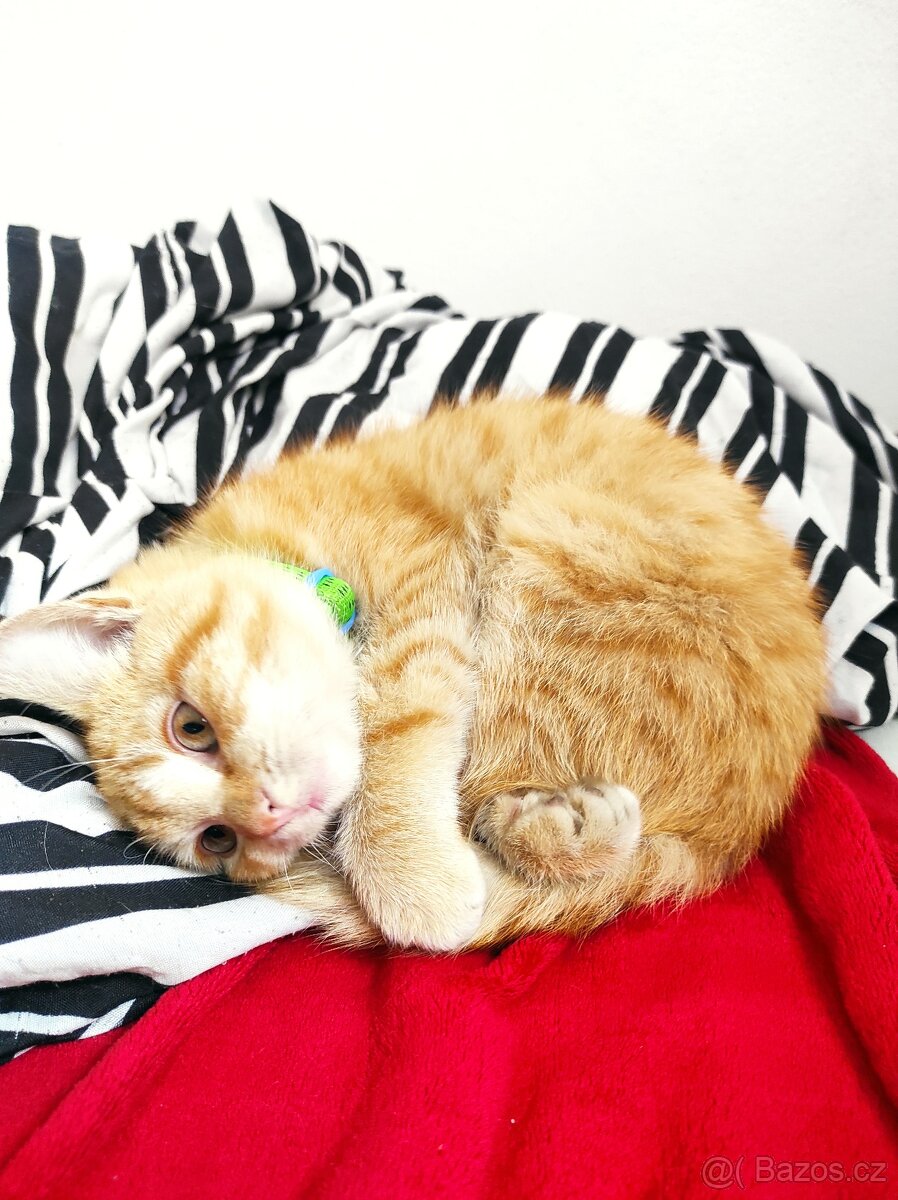 Krásně zrzavý kocourek - 5