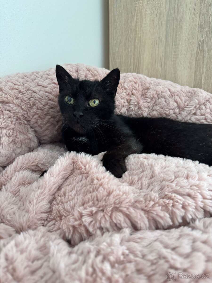 Perla ❤ klidná kočičí kráska ❤ - 5