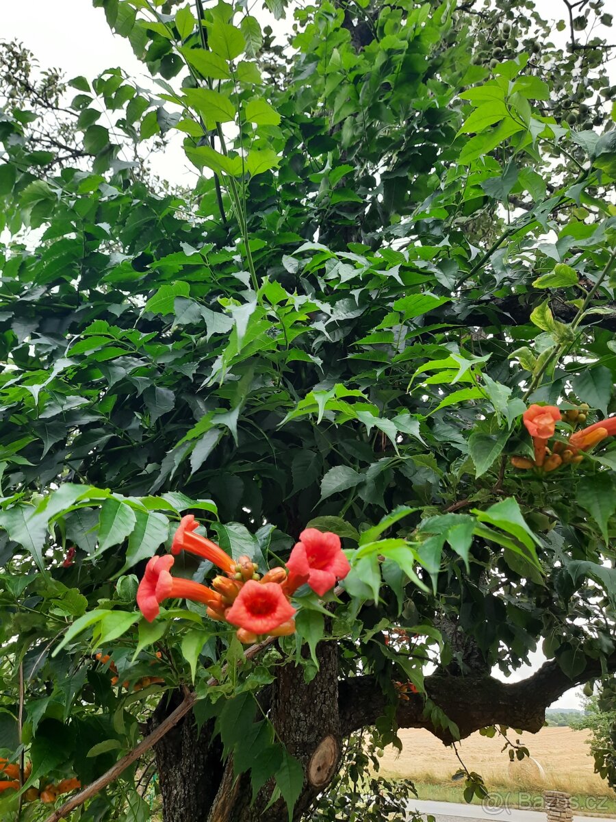 Trubač nejen k pergole, plot, zidku ...ap. - 5