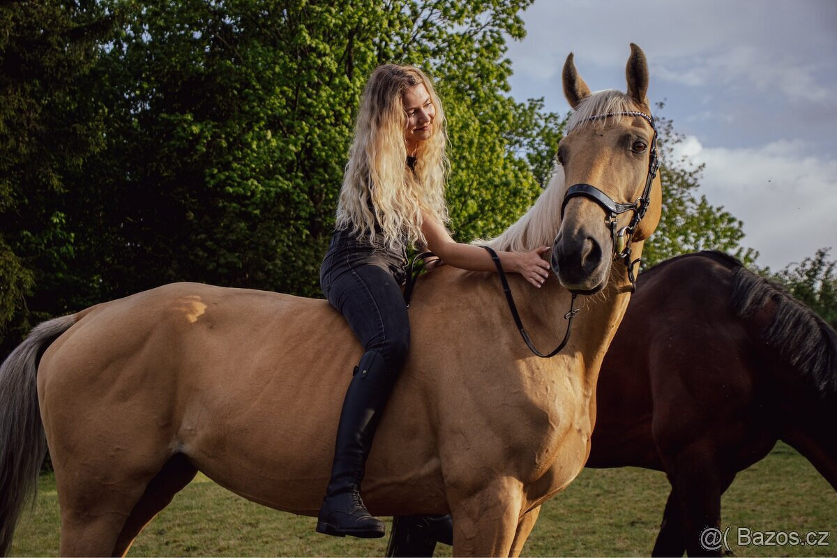 Klisna Rosa Kinská – krásná palomino - 5