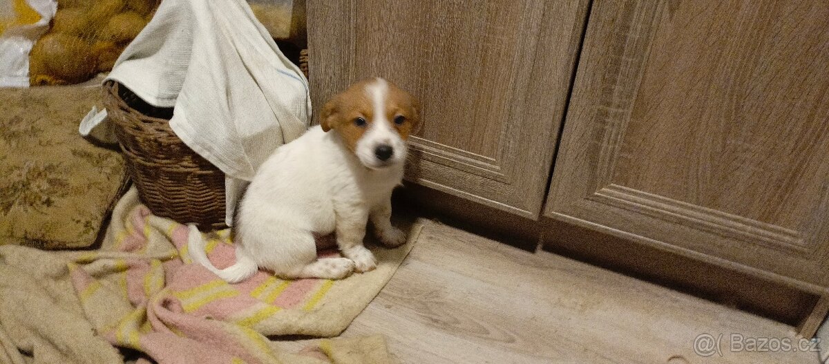 Štěňata kříženci - 5