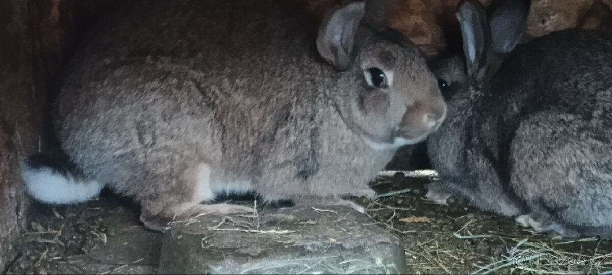 Nabízím králíky - 5