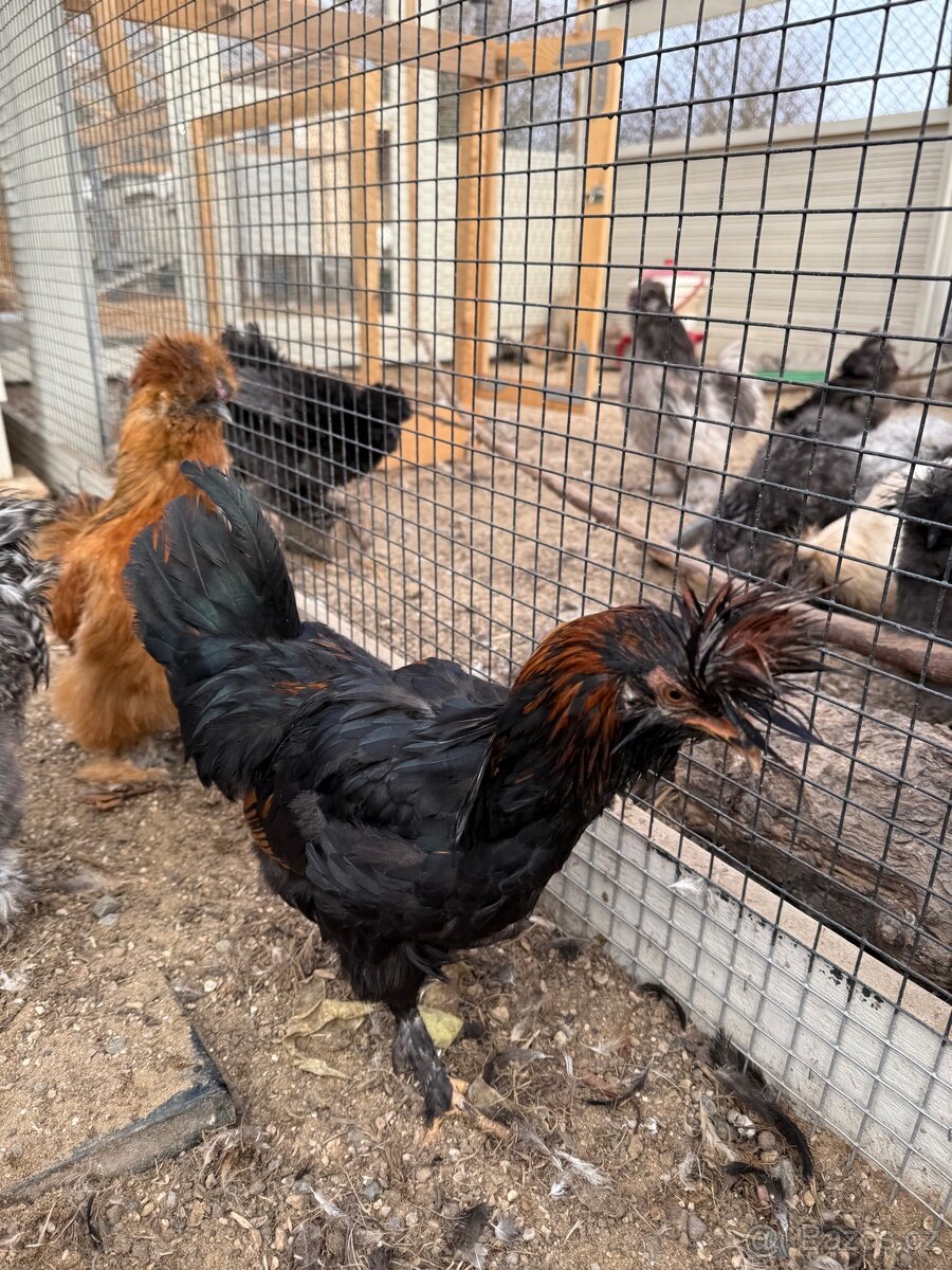 Hedvabnicka USA a Pavlovska slepice - 5