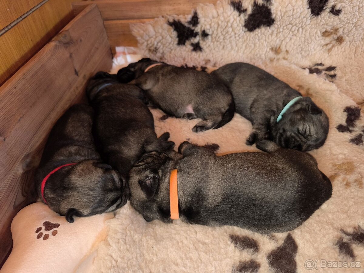 Knírač střední pepř a sůl - 5