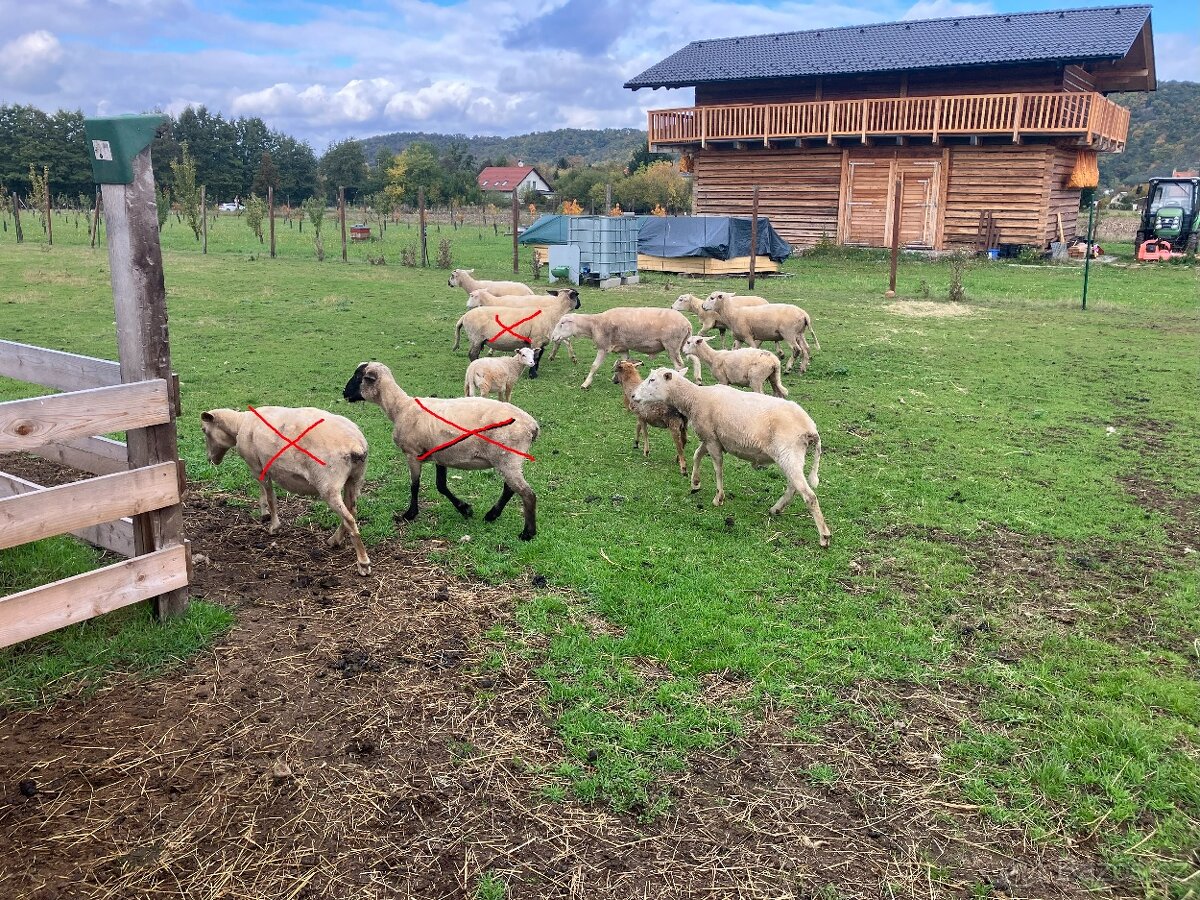 Ovce a berani různé, prodám nebo vyměním za seno - 5