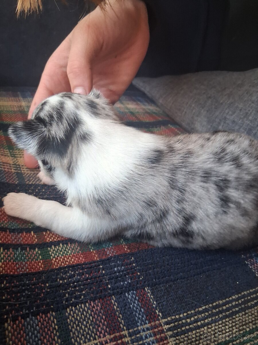 ČIvava miini krátkosrtá - 5