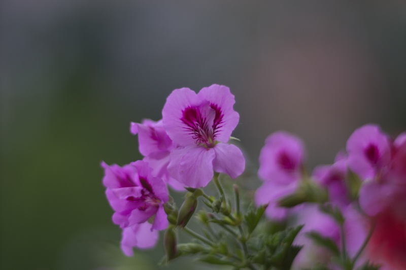 Meyer Optik Görlitz Trioplan 100 f2,8 (bajonet Sony E) - 5