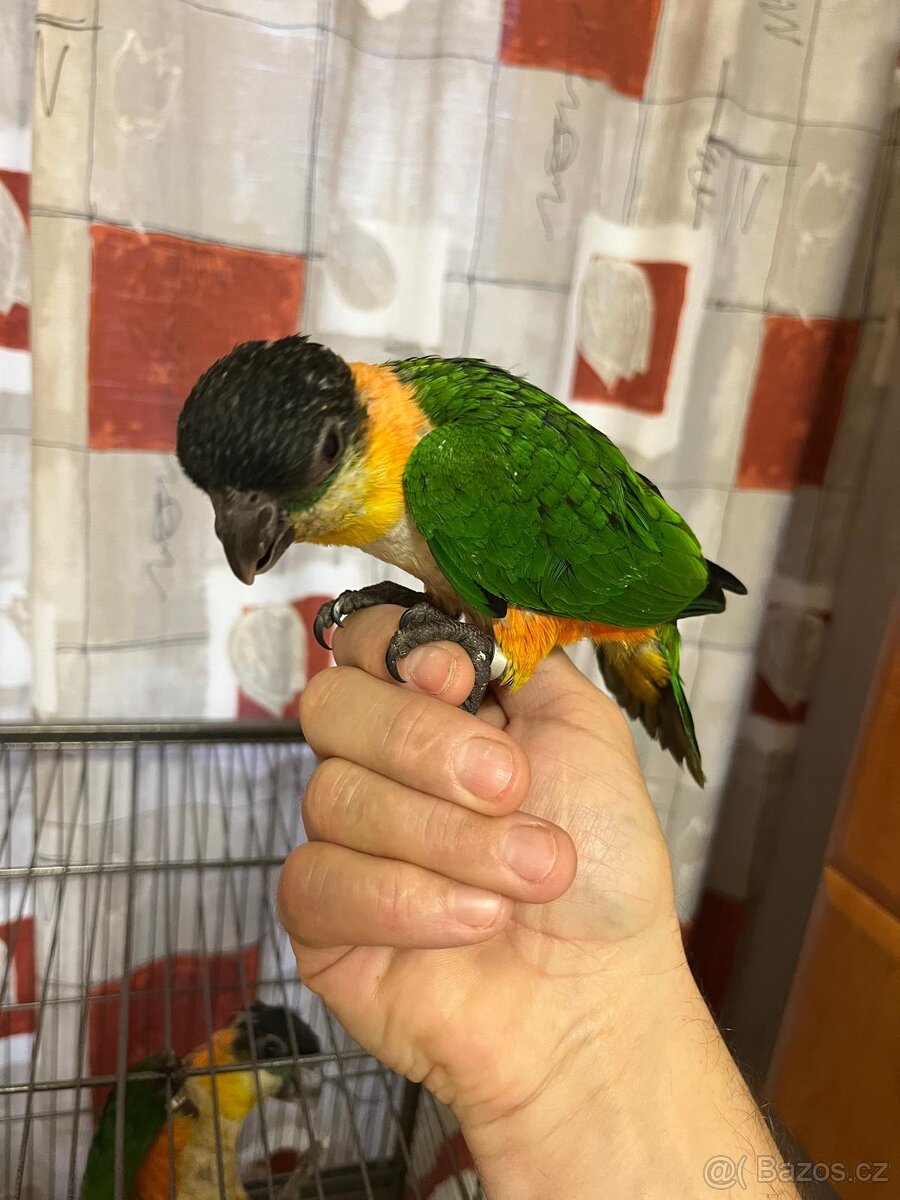 Amazonek černotemenný 1,1, ručně dokrmeni - 5