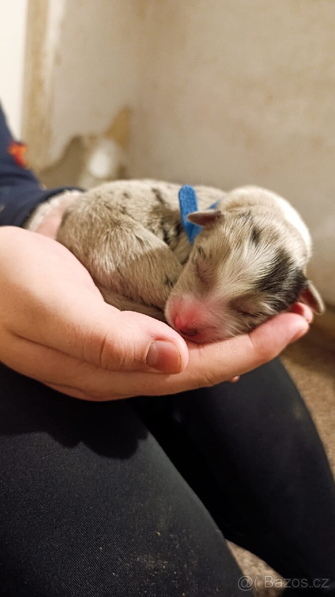 Border kolie s PP - 5