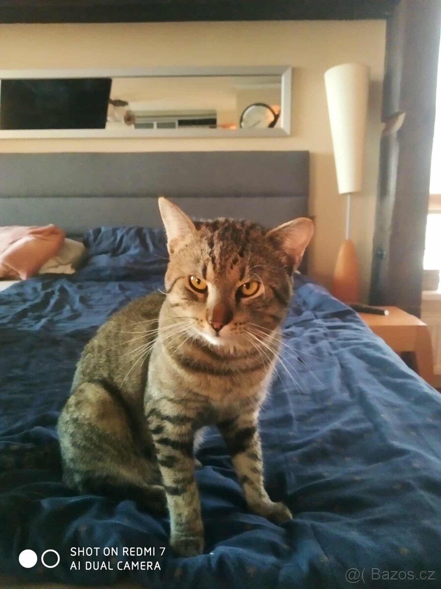 Darujeme Kocoura - 5