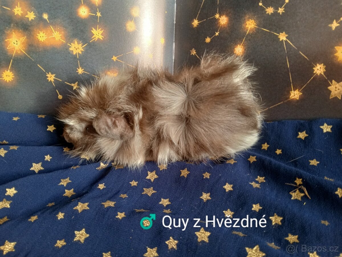 Morčátka CHS Z Hvězdné Liberec - 5