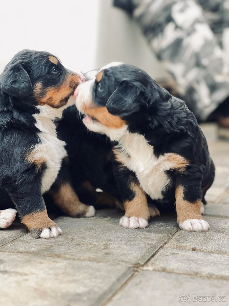 Bernský salašnický pes bez PP - 5