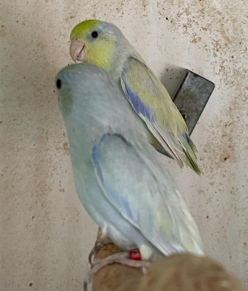 Papoušíček šedokřídlý - 5