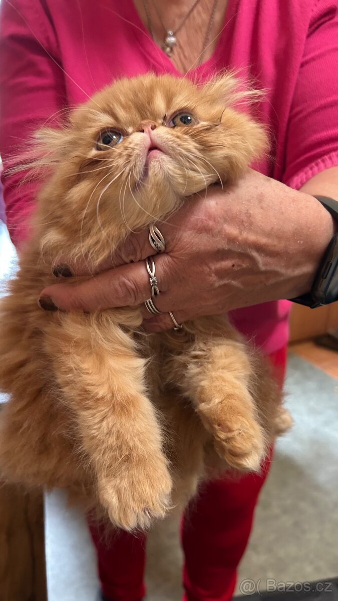 Perské kotě - 5