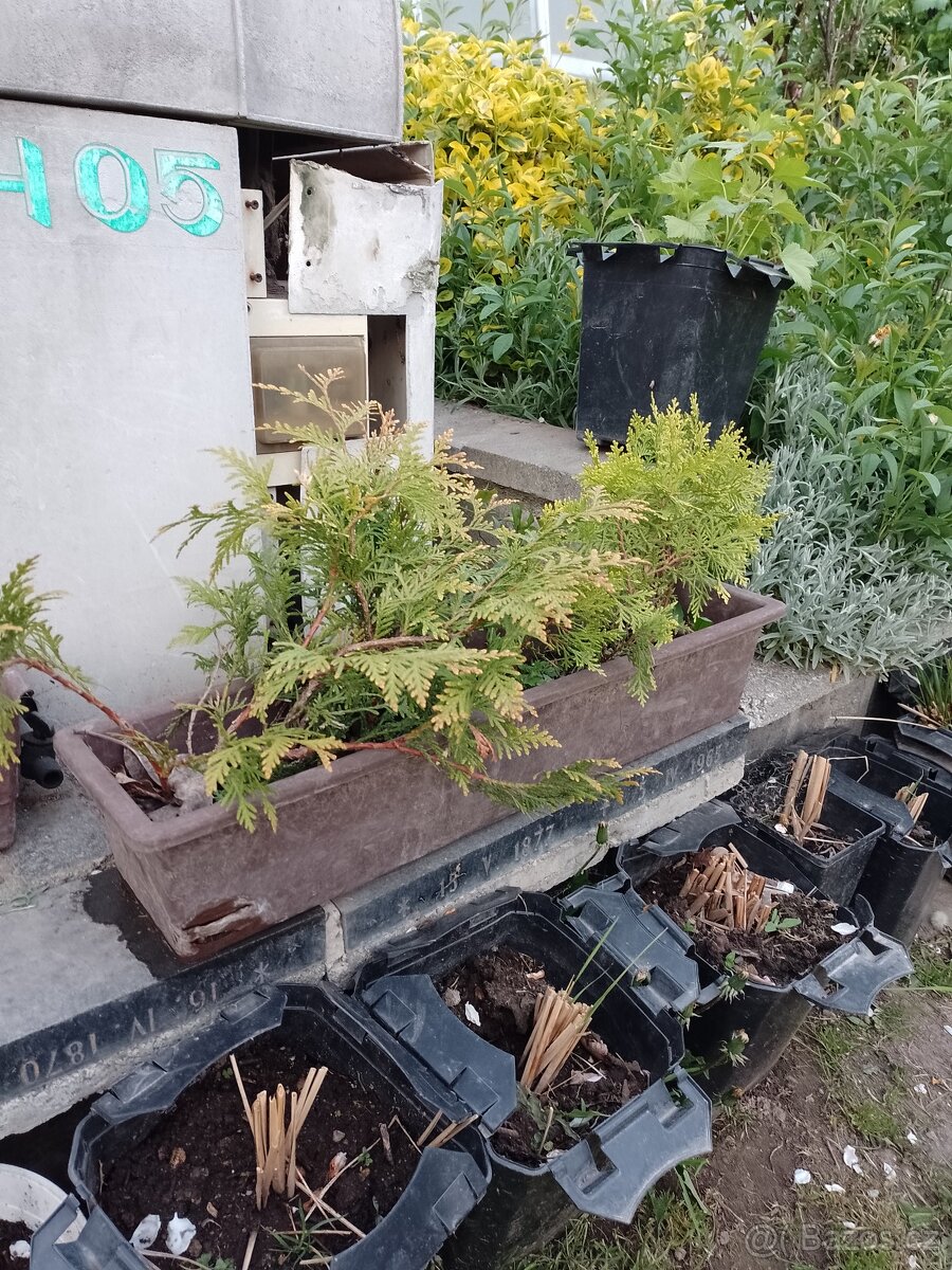 Sazenice rostlin - 5