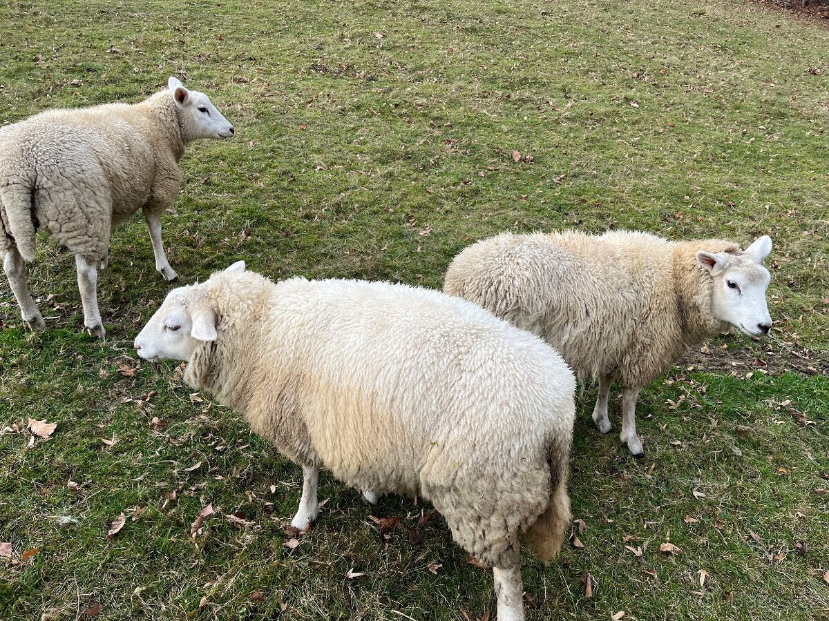 Prodám ovce - 5