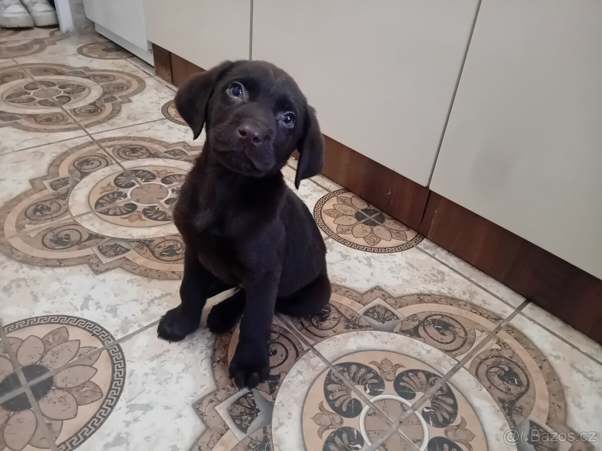 Ladbrdor štěňátko - 5