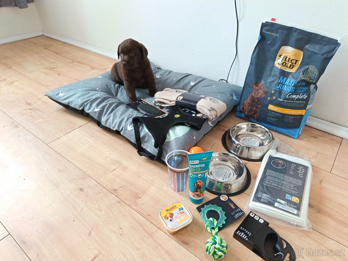 Labrador retriever - 5