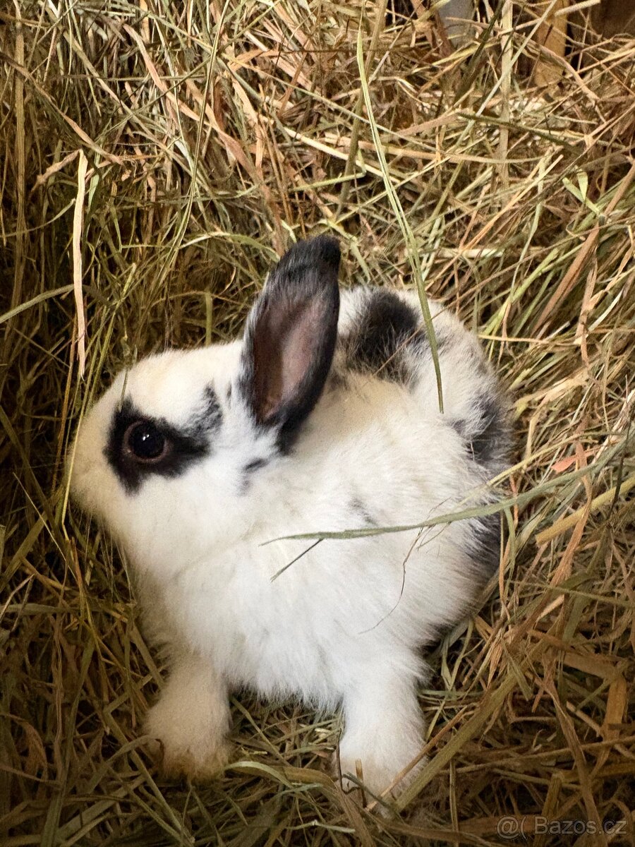 Zakrslý králík - 5