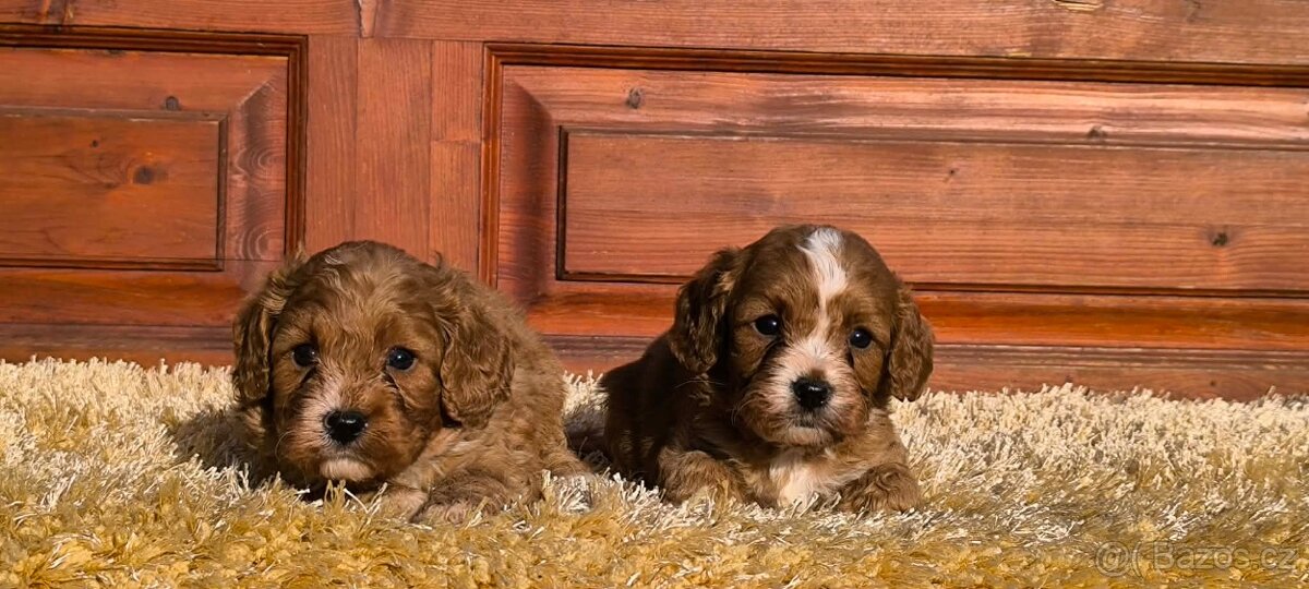 Cavapoo - 5