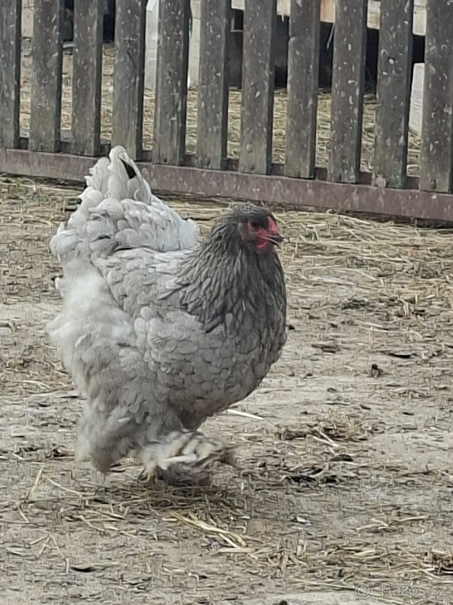 Brahmánka velká- kuřátka - 5