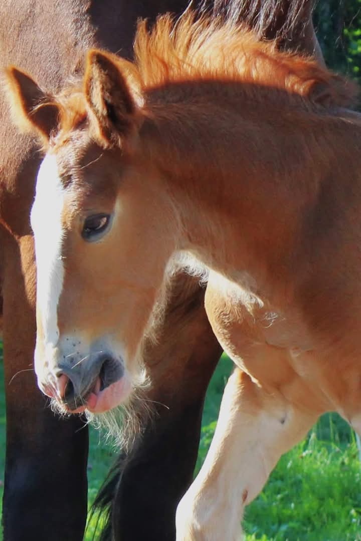 Drum horse hřebec, matka Shire horse, otec irský cob - 5