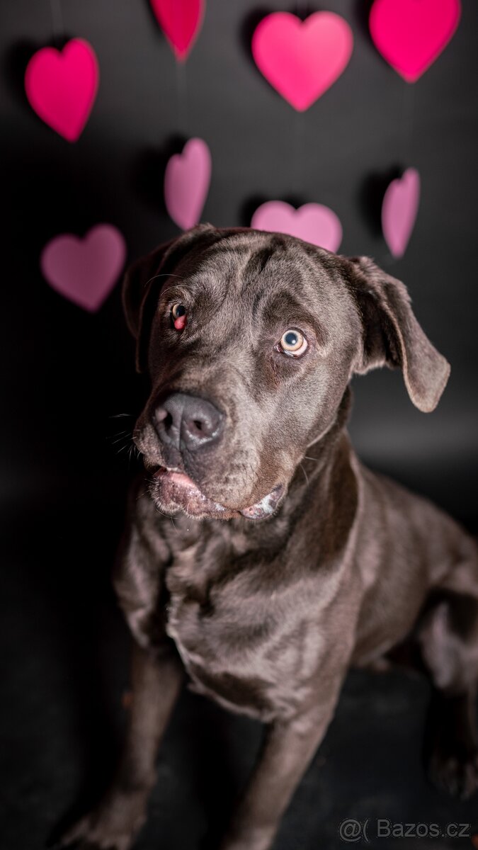 Gino - x cane Corso - praštěný puberťák, 1rok - 5