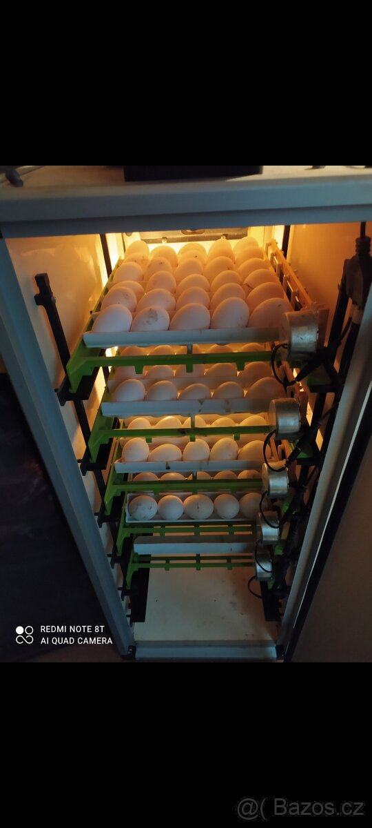 Vlaška exchequer NV - 5