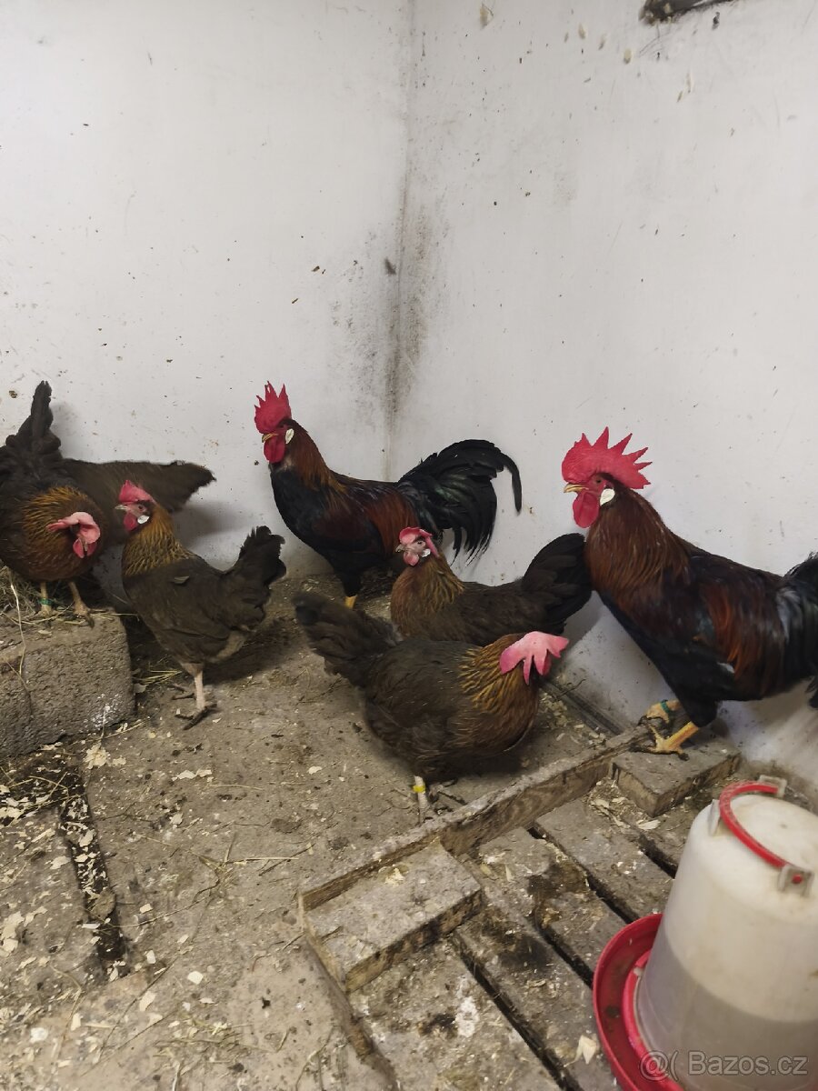 Nasadová vajíčka - 5