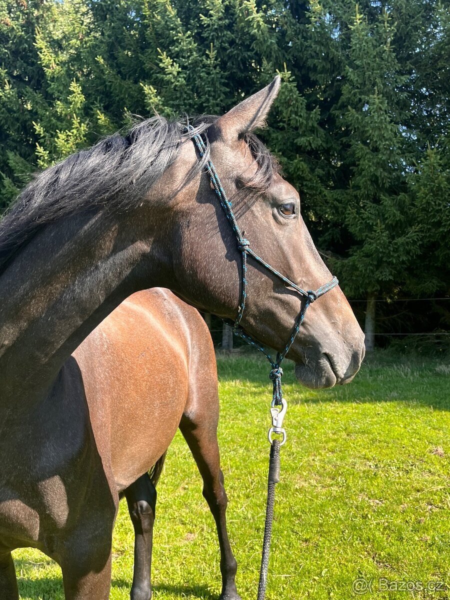 Prodáme koně- hannoverského valacha - 5