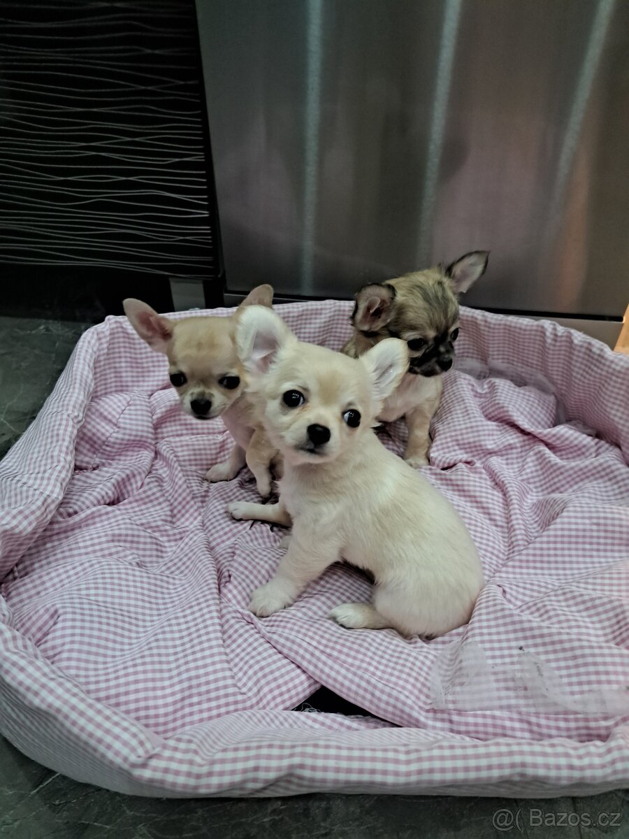 Čivava Mini Fenečky - 5