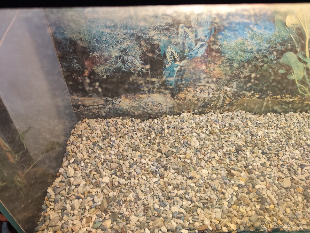 Terárium za odvoz - 5