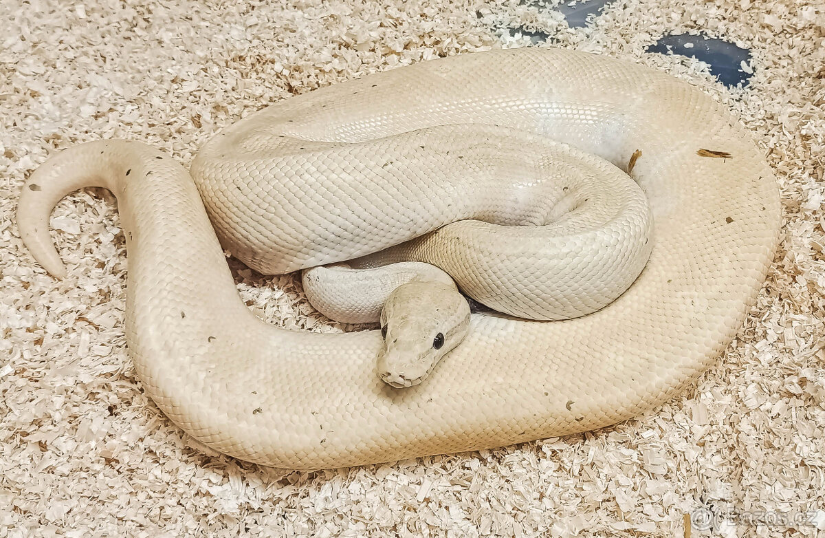 Adult Python Regius - 5